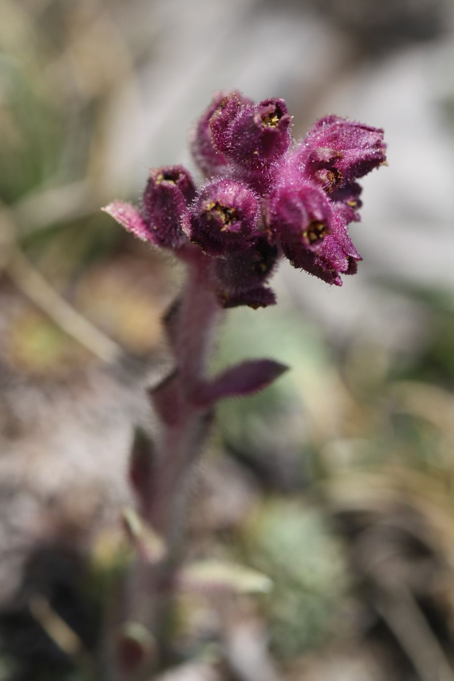 Saxifraga porophylla